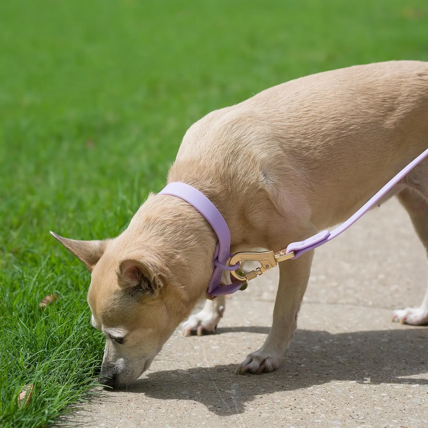 6ft Dog Leash, Collar, Poop Bag Dispenser & Bags. Waterproof, Heavy Duty Nylon PVC. Medium, Blue