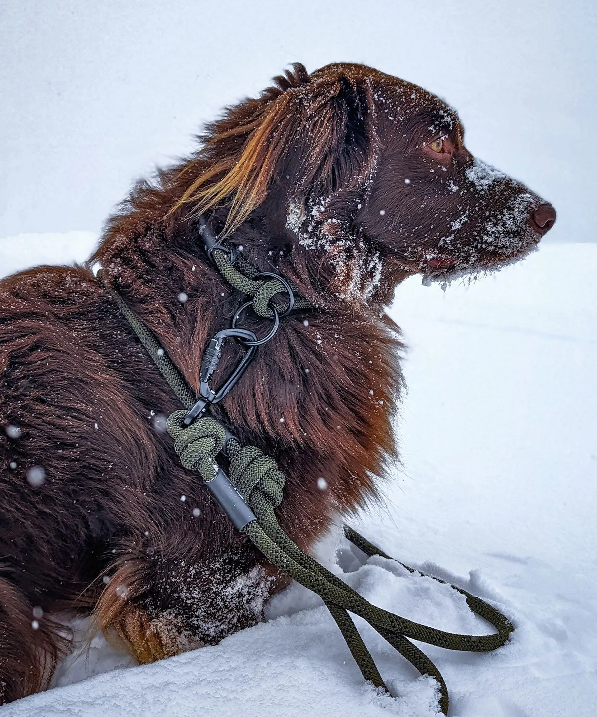 Alpine Leash - Hunter Green