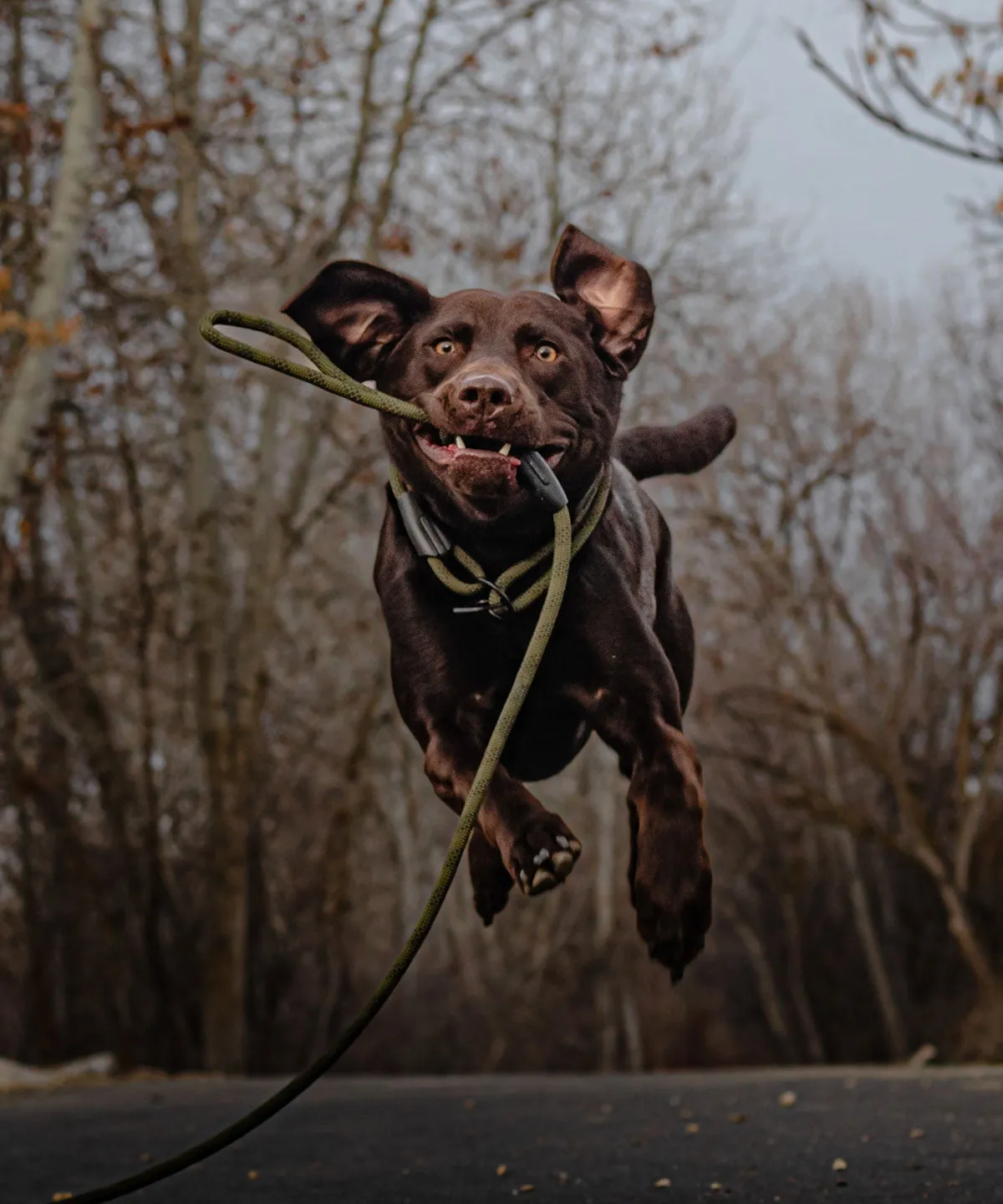 Alpine Leash - Hunter Green