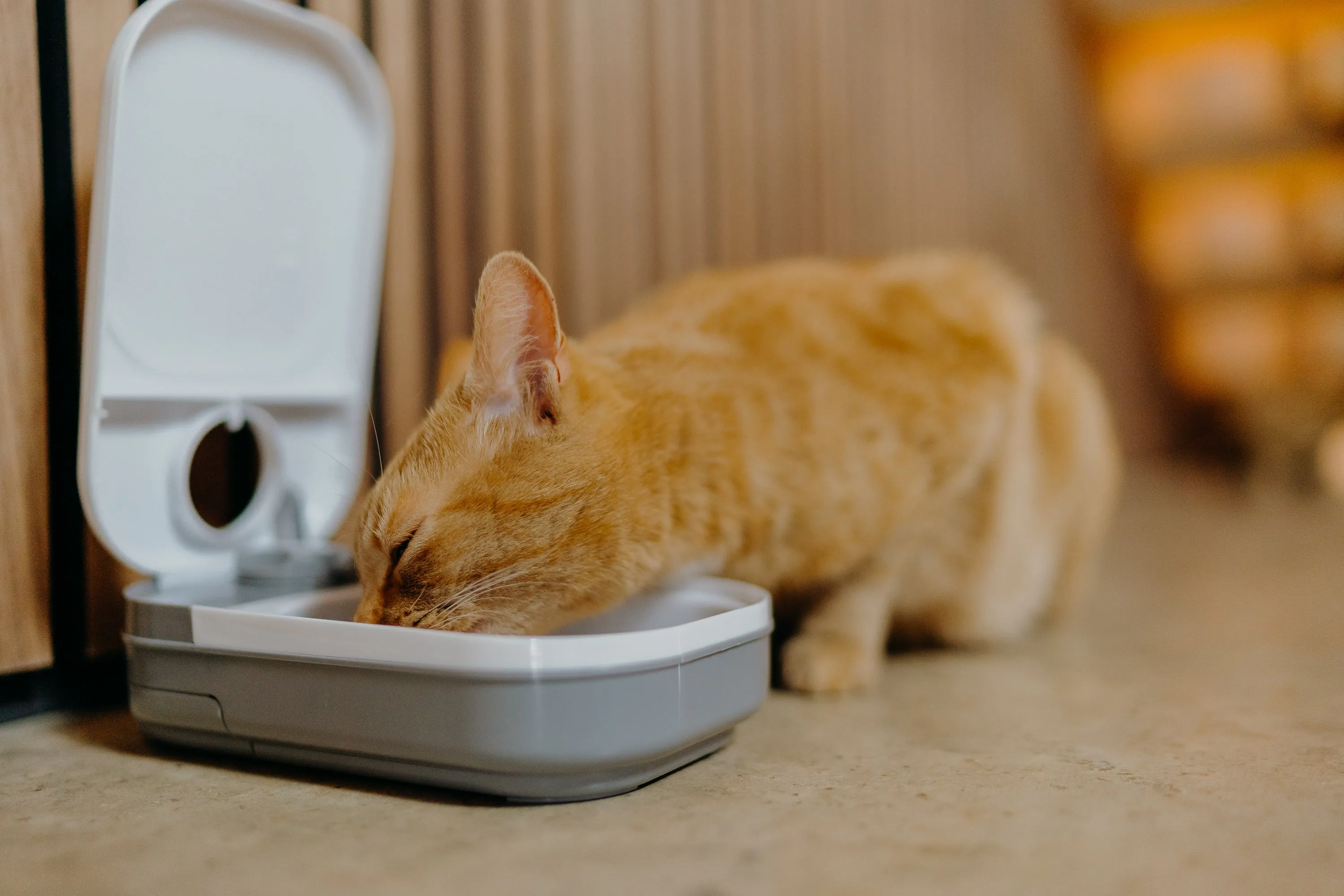 Cat Mate One-meal Automatic Dry/Wet Food Pet Feeder (C100)