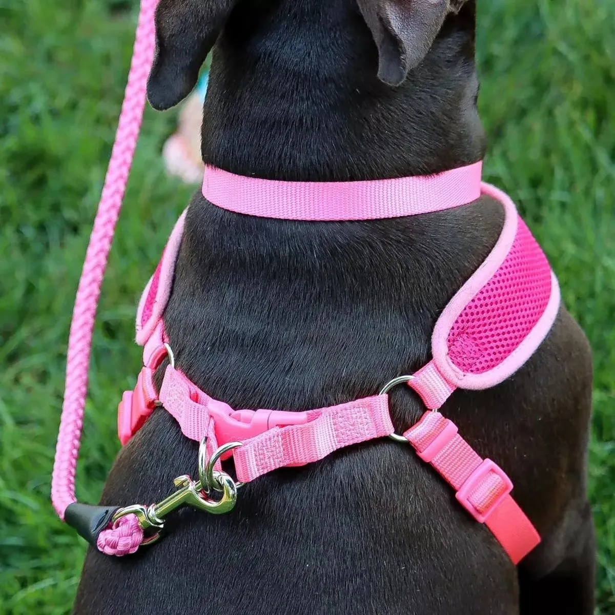 Coastal Rope Dog Leash 6' Pink Bright