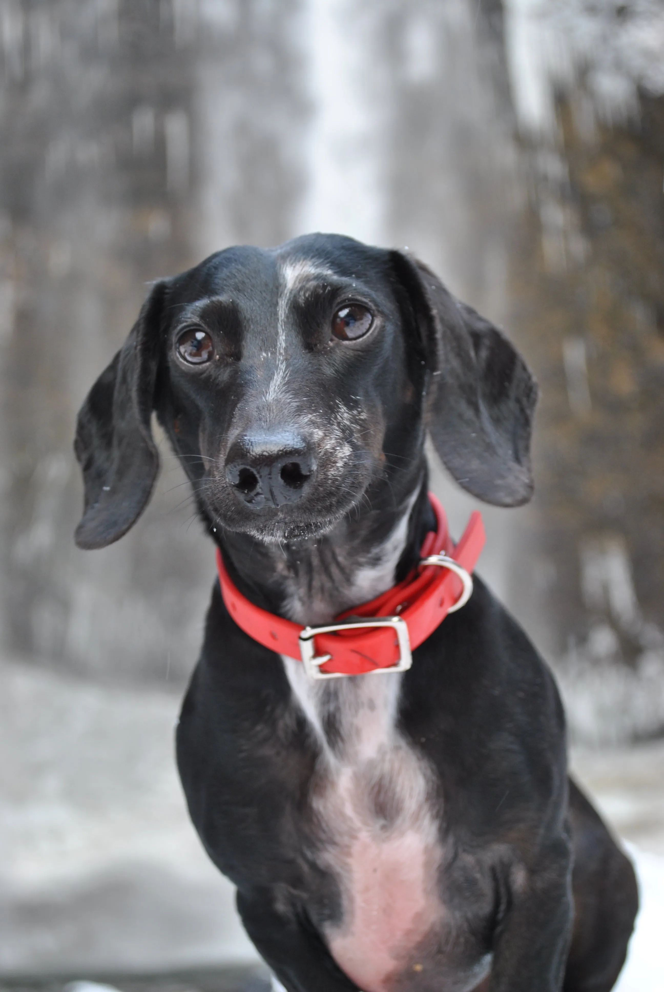 Design Your Own - The Halfling BT Collar, 5/8" Biothane Dog Collar