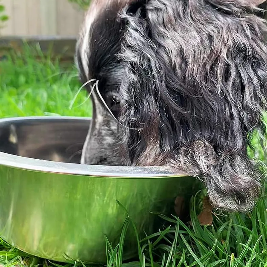 Dog Bowl XS