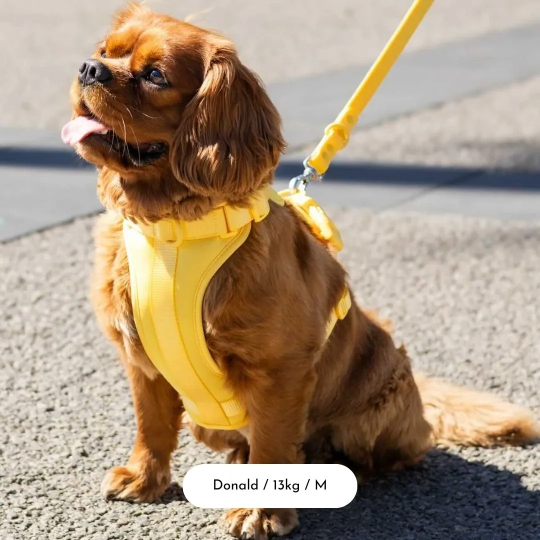 Dog Harness