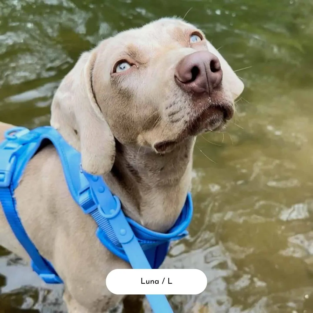 Dog Harness