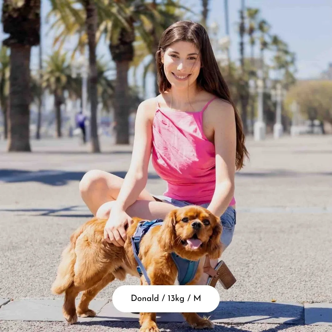 Dog Harness