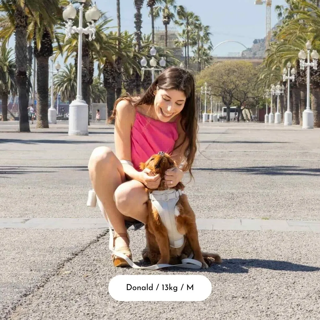 Dog Harness