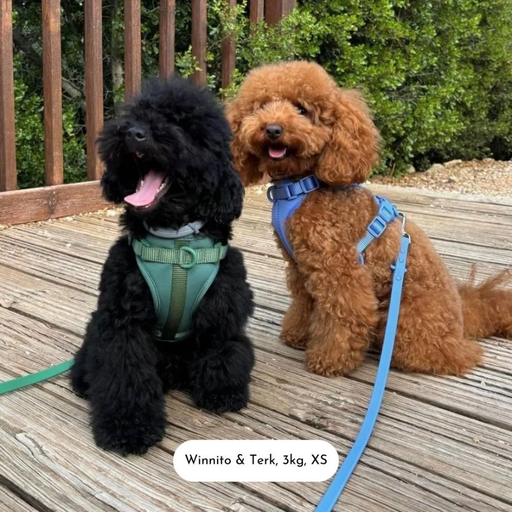 Dog Harness