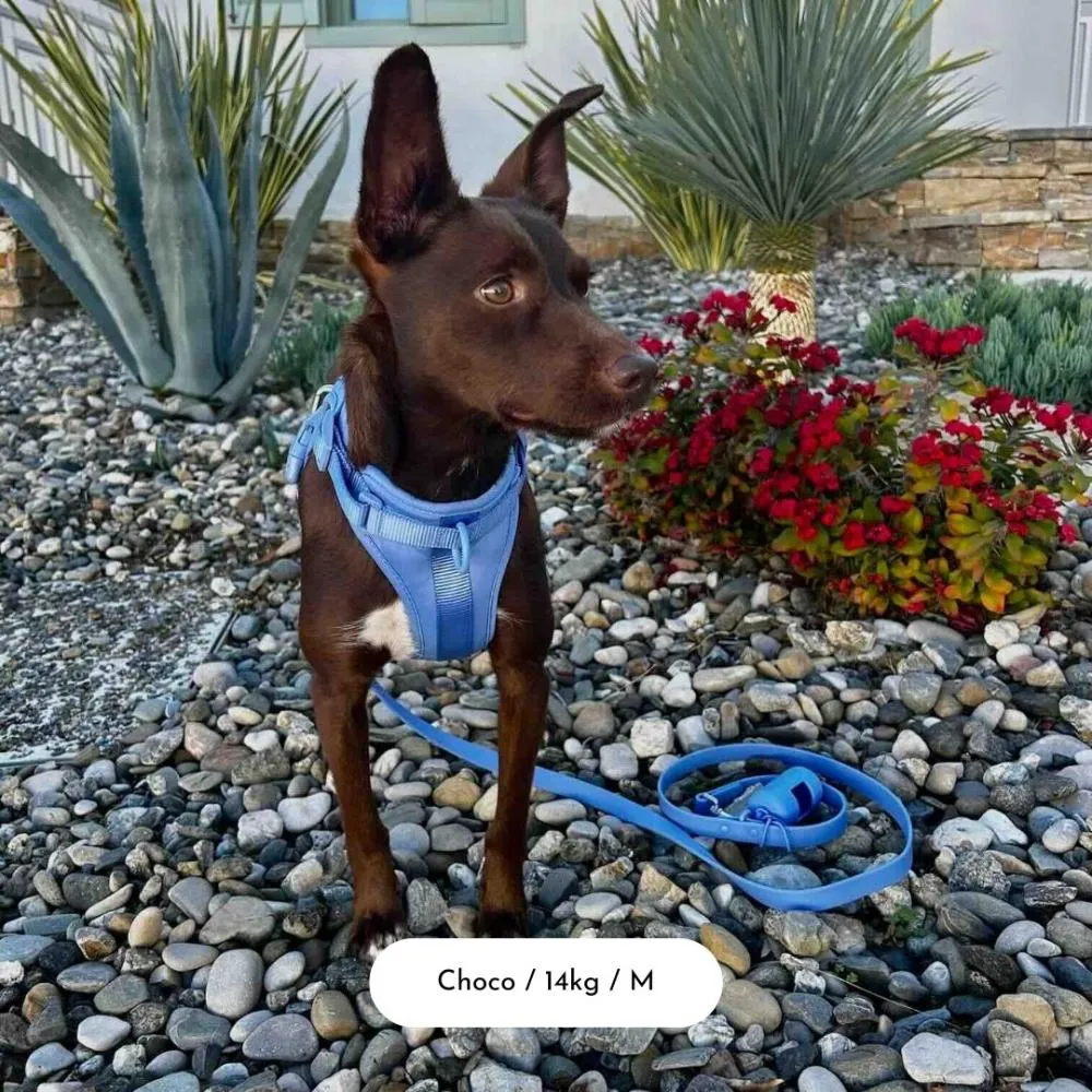 Dog Harness