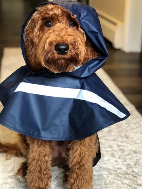 Doggie Rain Jacket