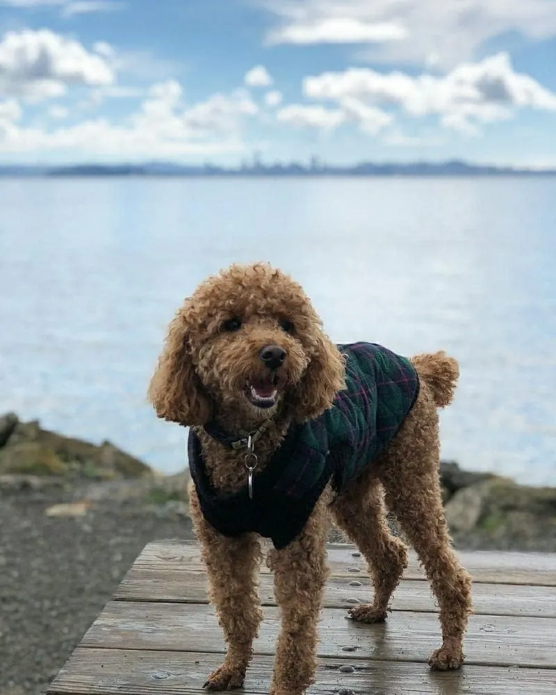 Gooby Fashion Vest Check Dog Jacket - Green Check, Medium - Warm Zip Up Bomber Vest Dual D Ring Leash - Winter Water Resistant Small Dog Sweater