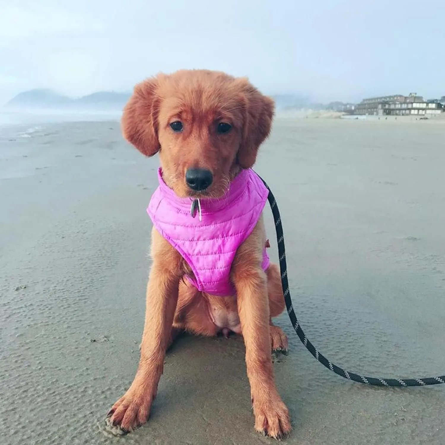 Gooby Puffer Vest Dog Jacket - Purple, Large - Ultra Thin Zip Up Wind Breaker with Dual D Ring Leash - Water Resistant Small Dog Sweater Coat - Dog Clothes for Small Dogs Boy or Medium Dogs, (20.75")