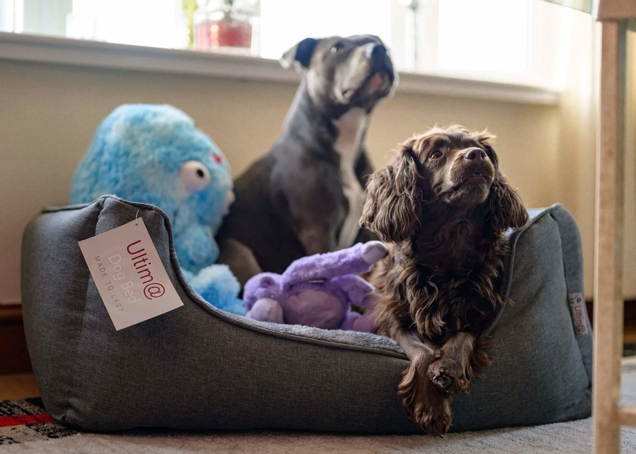 Gor Pets Ultima Premium Dog Bed