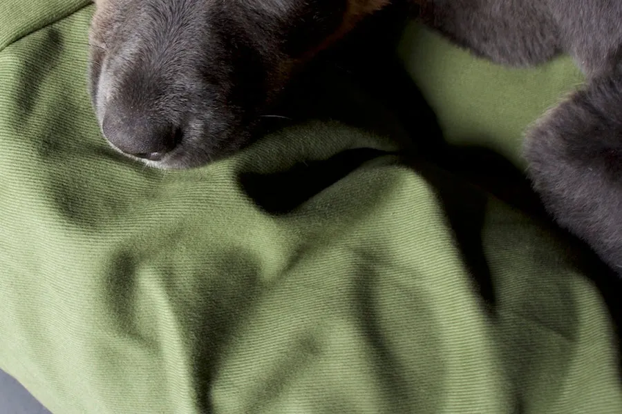 Green dog bed covers
