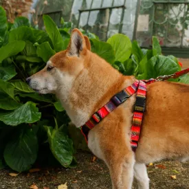 Inca Orange Dog Harness