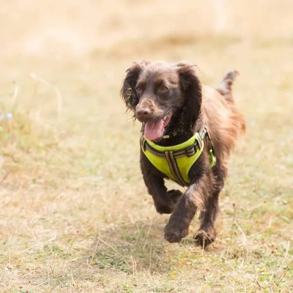 LONG PAWS Green Comfort Harness M