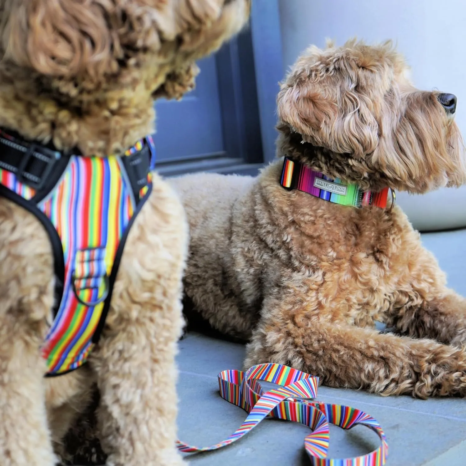 Lucky Love Dog Harness, Easy to Walk, No Pull Dog Harness, Adjustable Custom Fit (Hippie, Medium)