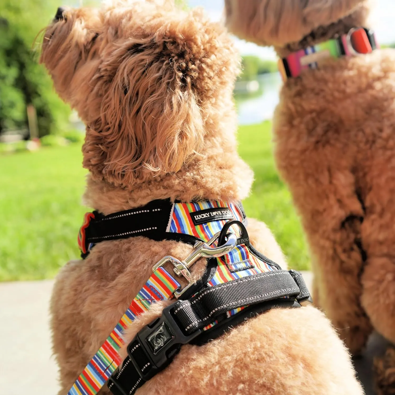 Lucky Love Dog Harness, Easy to Walk, No Pull Dog Harness, Adjustable Custom Fit (Hippie, Medium)