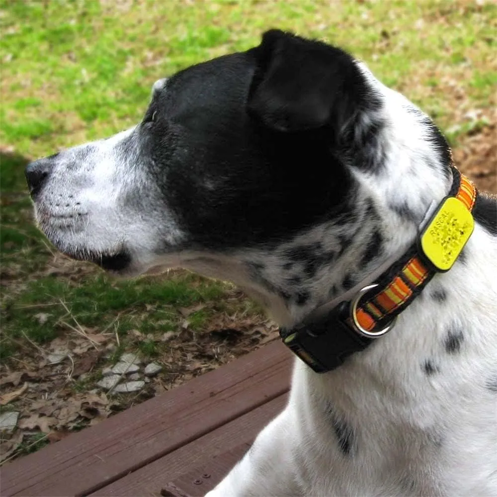 LuckyPet Pet ID Tag: Collar Tag - Attaches Flat to Any Collar - Perfect for Dogs or Cats - Custom Engraved - Durable and Silent! Large-Mint-Rectangle