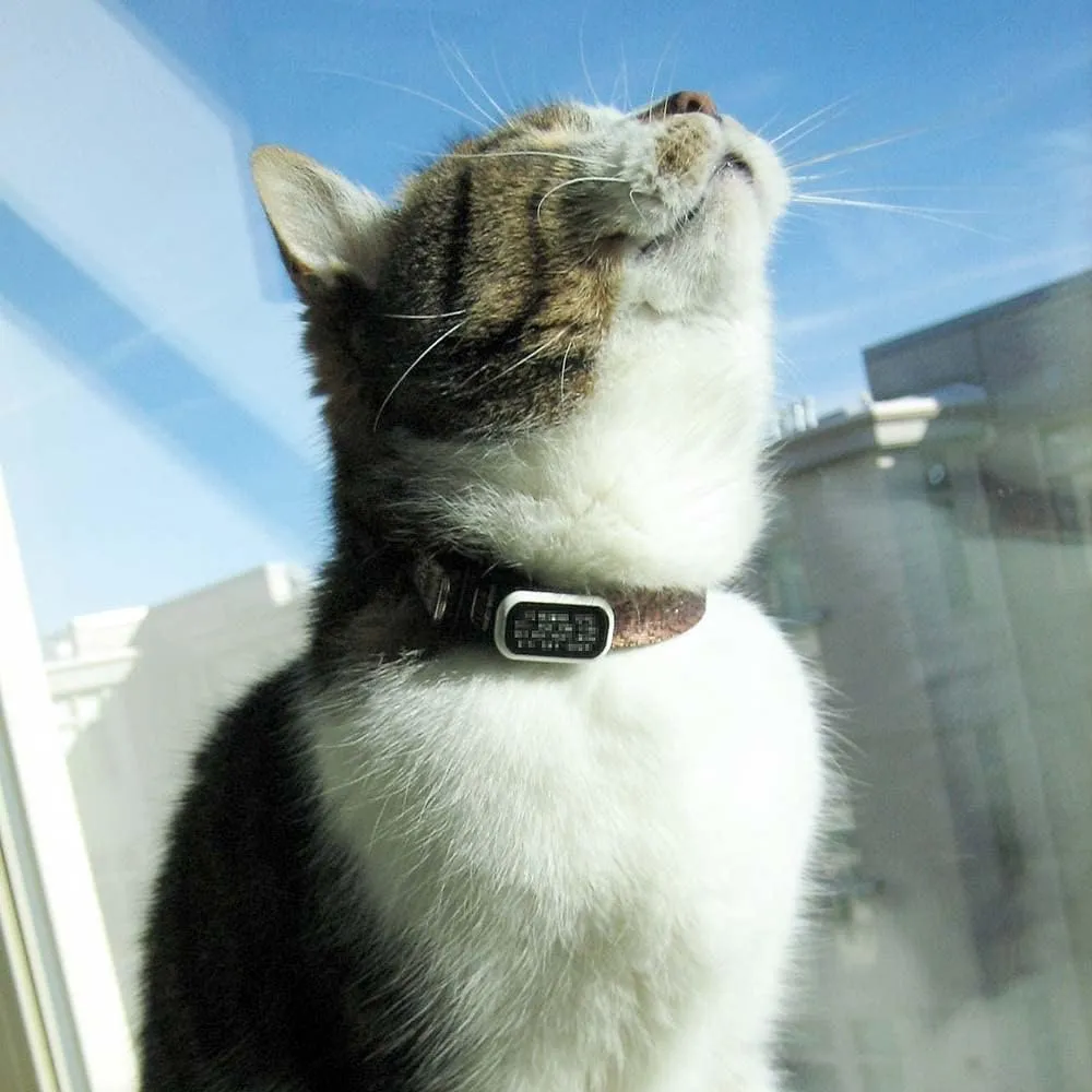 LuckyPet Pet ID Tag: Collar Tag - Attaches Flat to Any Collar - Perfect for Dogs or Cats - Custom Engraved - Durable and Silent! Large-Mint-Rectangle