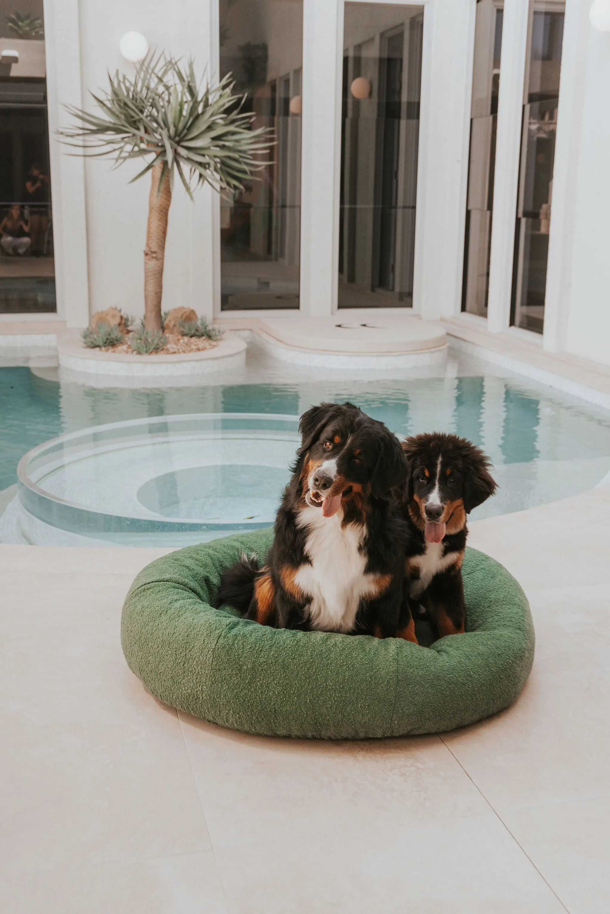 Luxury Boucle Dog Bed Bundled
