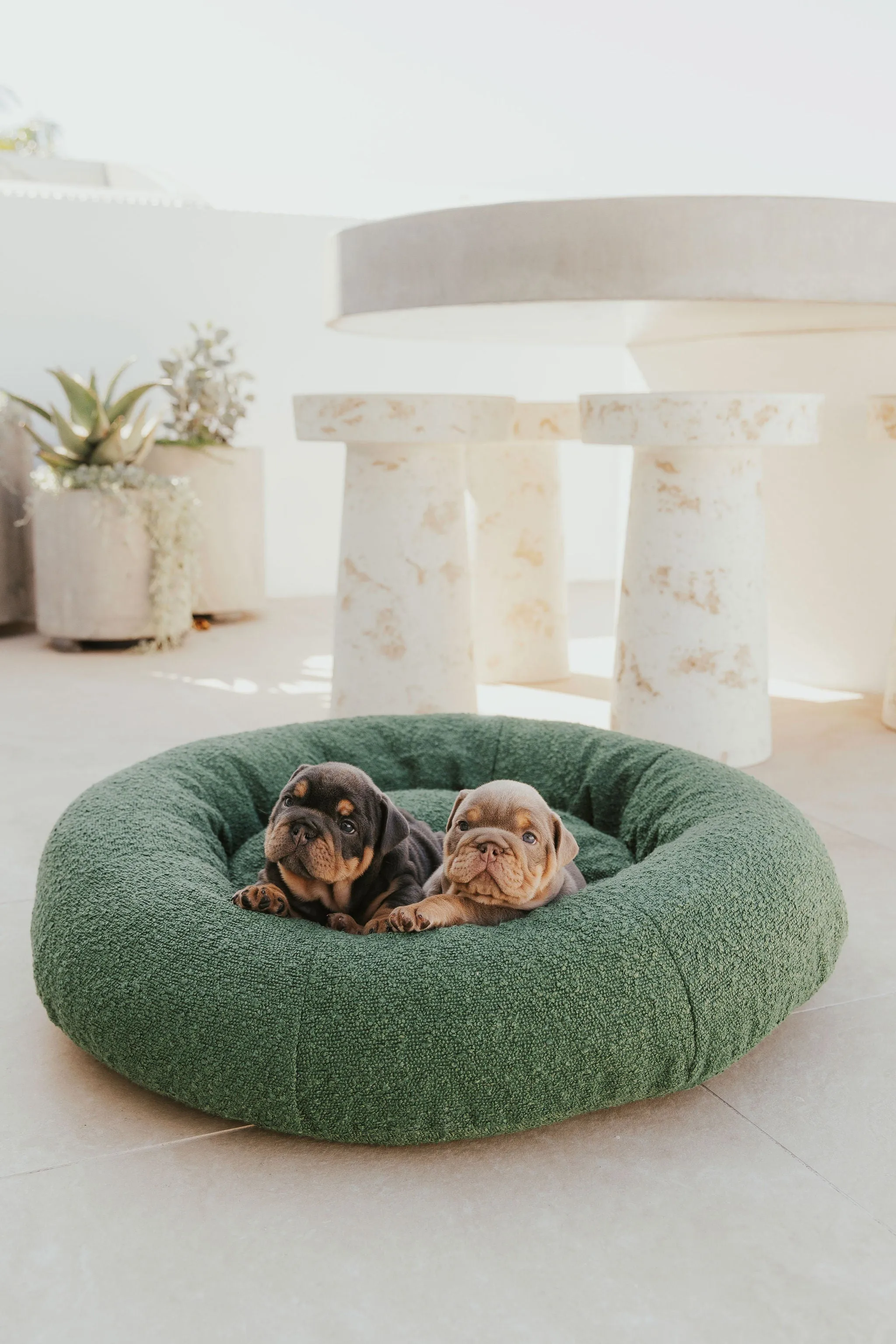 Luxury Boucle Dog Bed Bundled