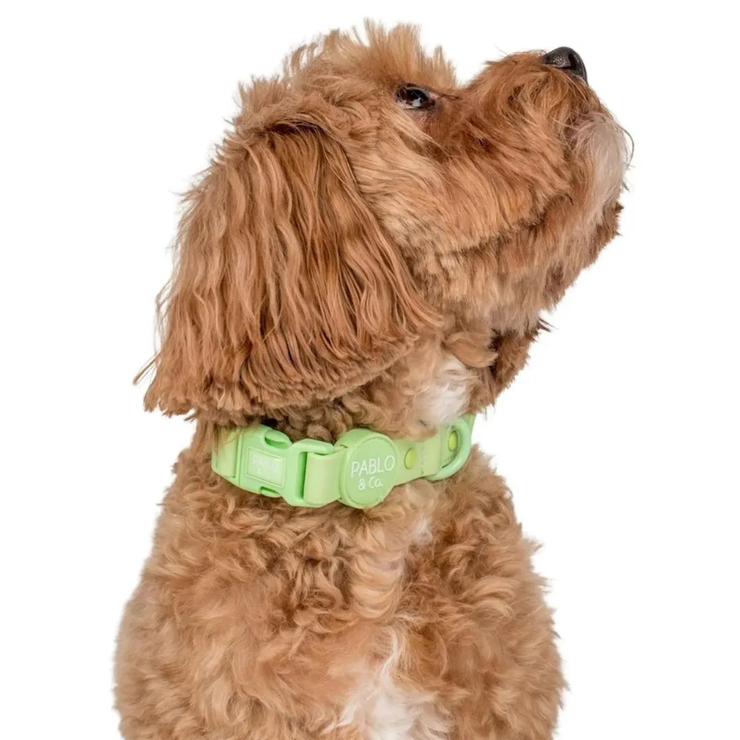Pablo & Co. Waterproof Dog Collar