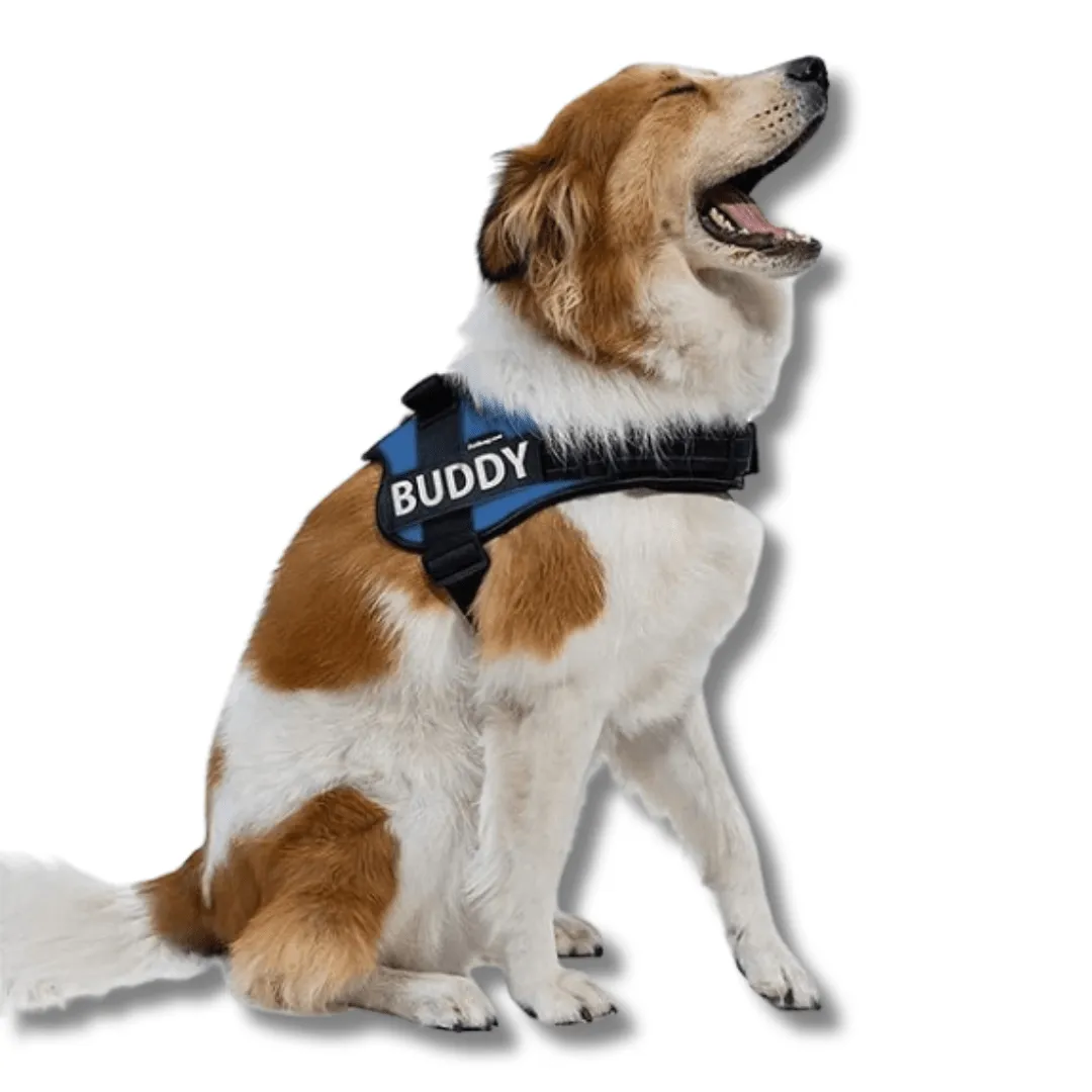 Personalised No Pull Dog Harness