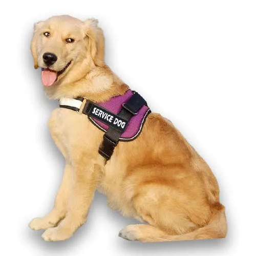 Personalised No Pull Dog Harness