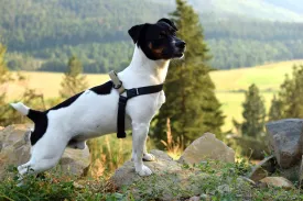PREMADE COLLECTION - Black & Sahara Tan Biothane Dog Harness