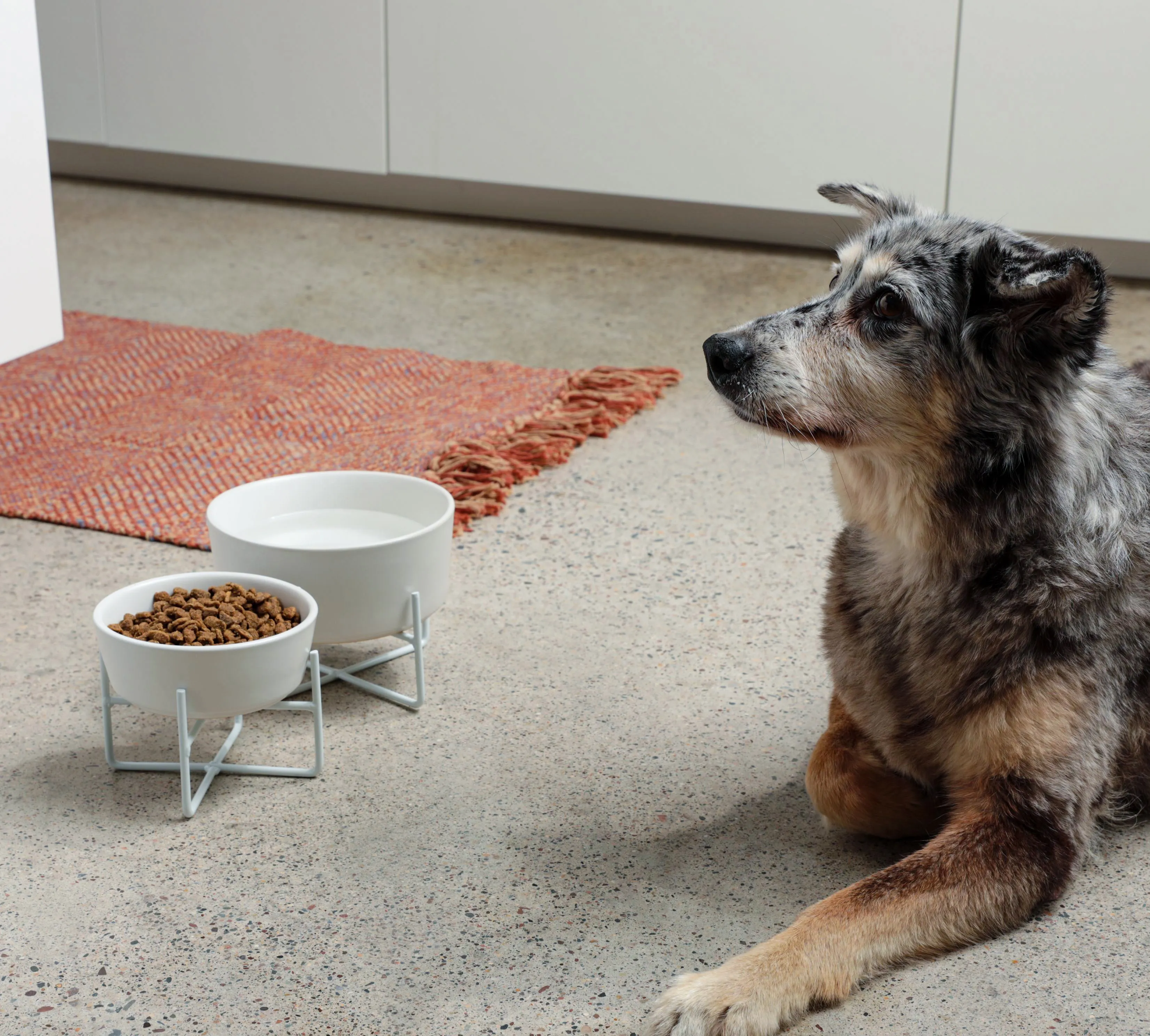 Simple Solid Bowl   Dog Bowl Stand
