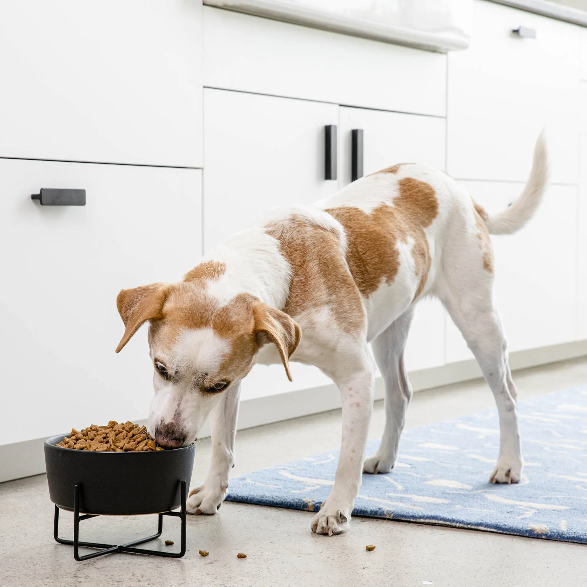 Simple Solid Bowl   Dog Bowl Stand