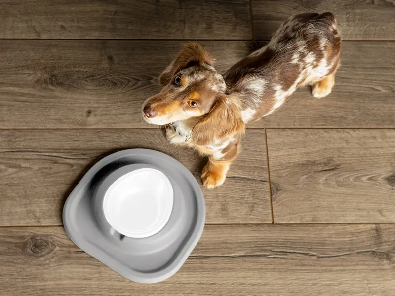 Single Bowl Low Pet Feeding System - WeatherTech