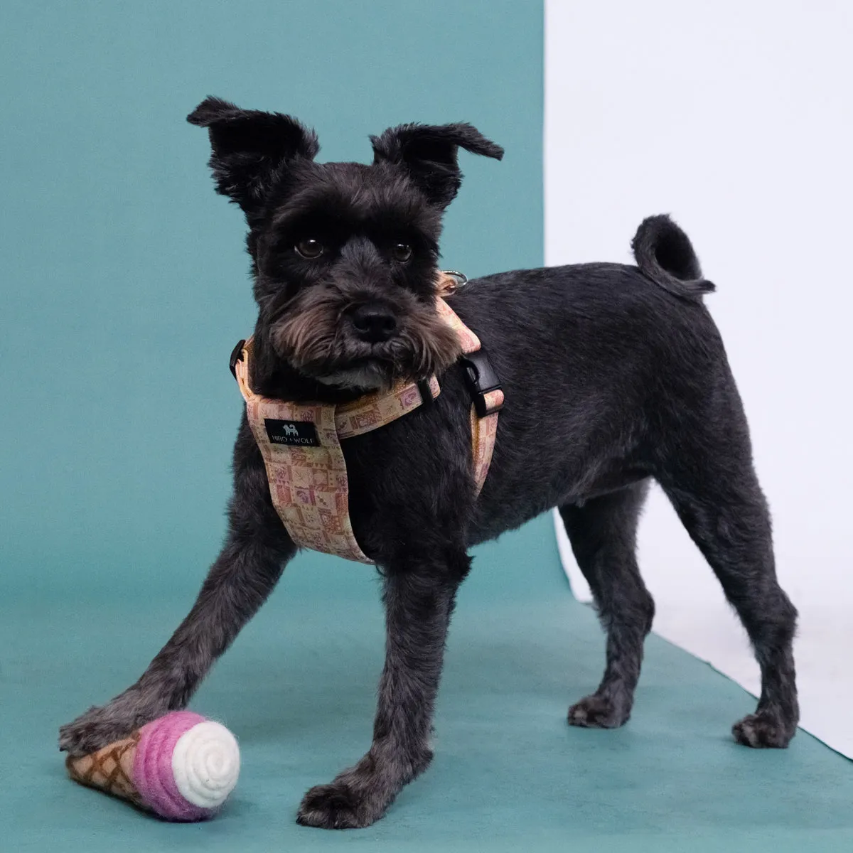 Summer Harvest Dog Harness