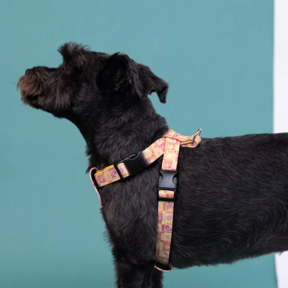 Summer Harvest Dog Harness