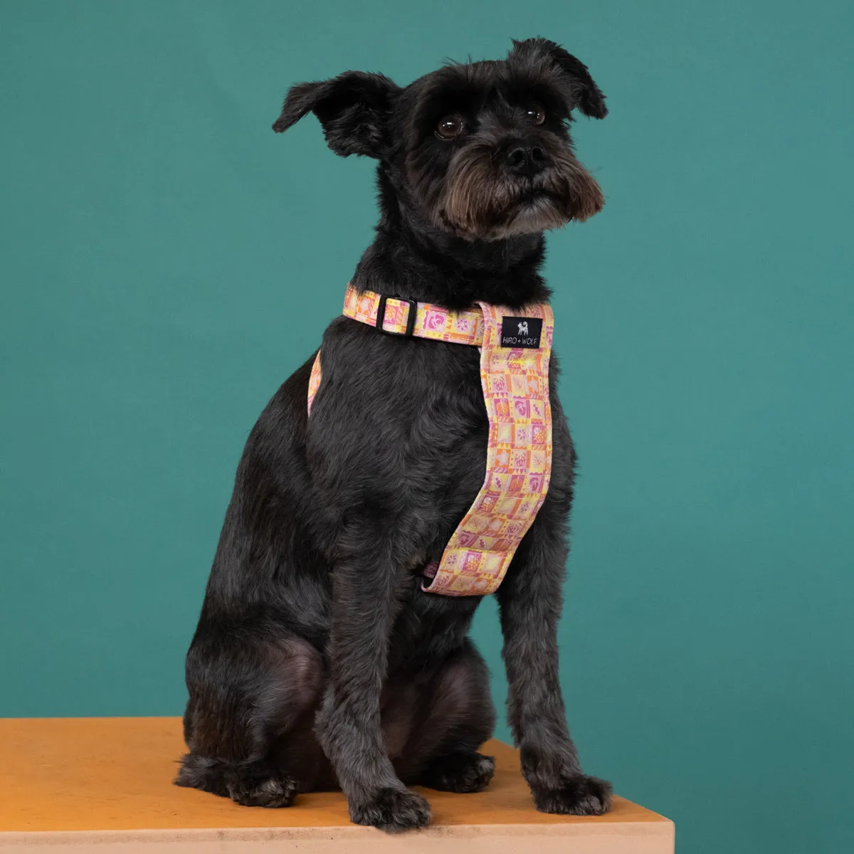 Summer Harvest Dog Harness