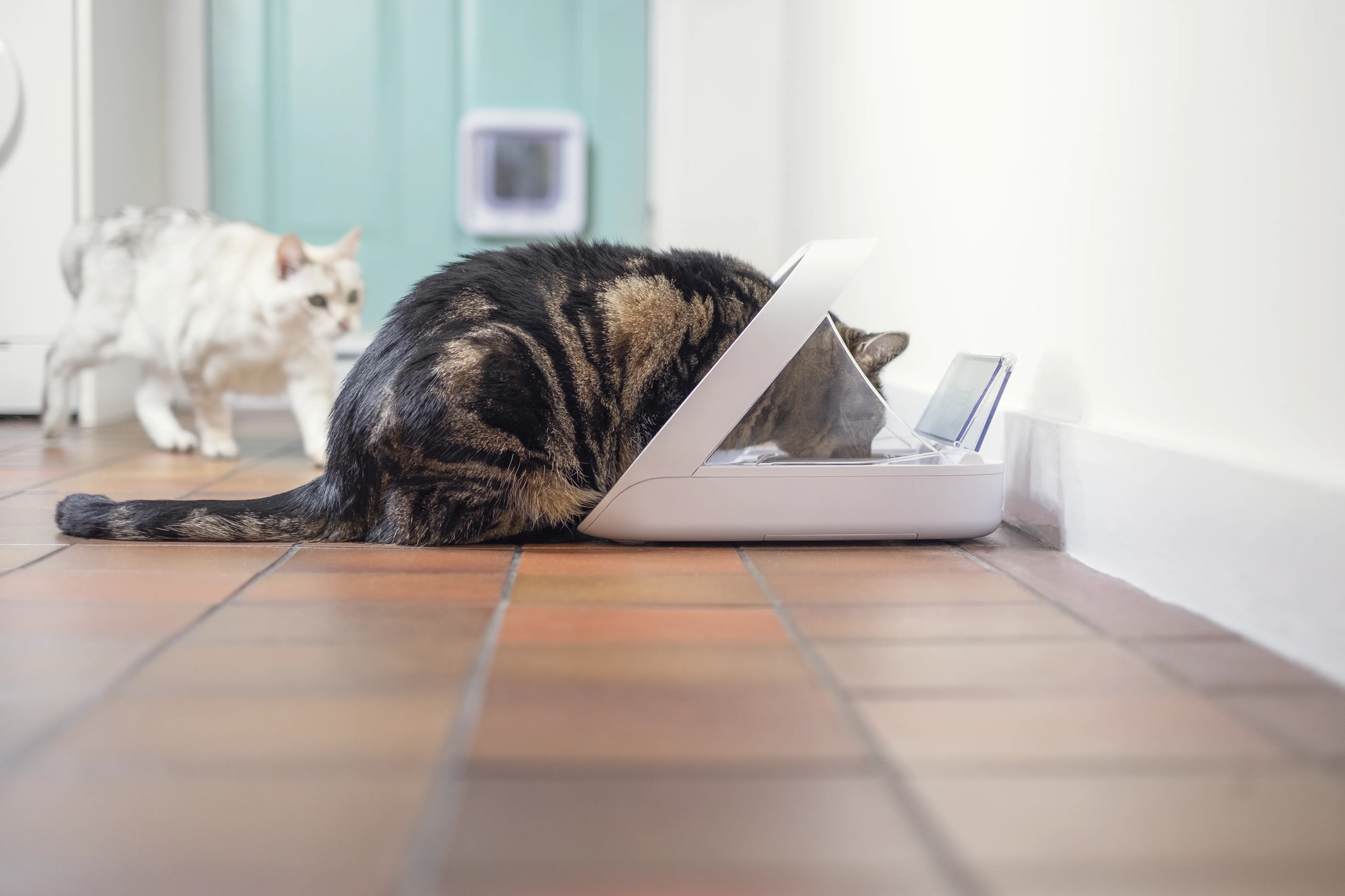 SureFeed Microchip Pet Feeder Connect And Hub
