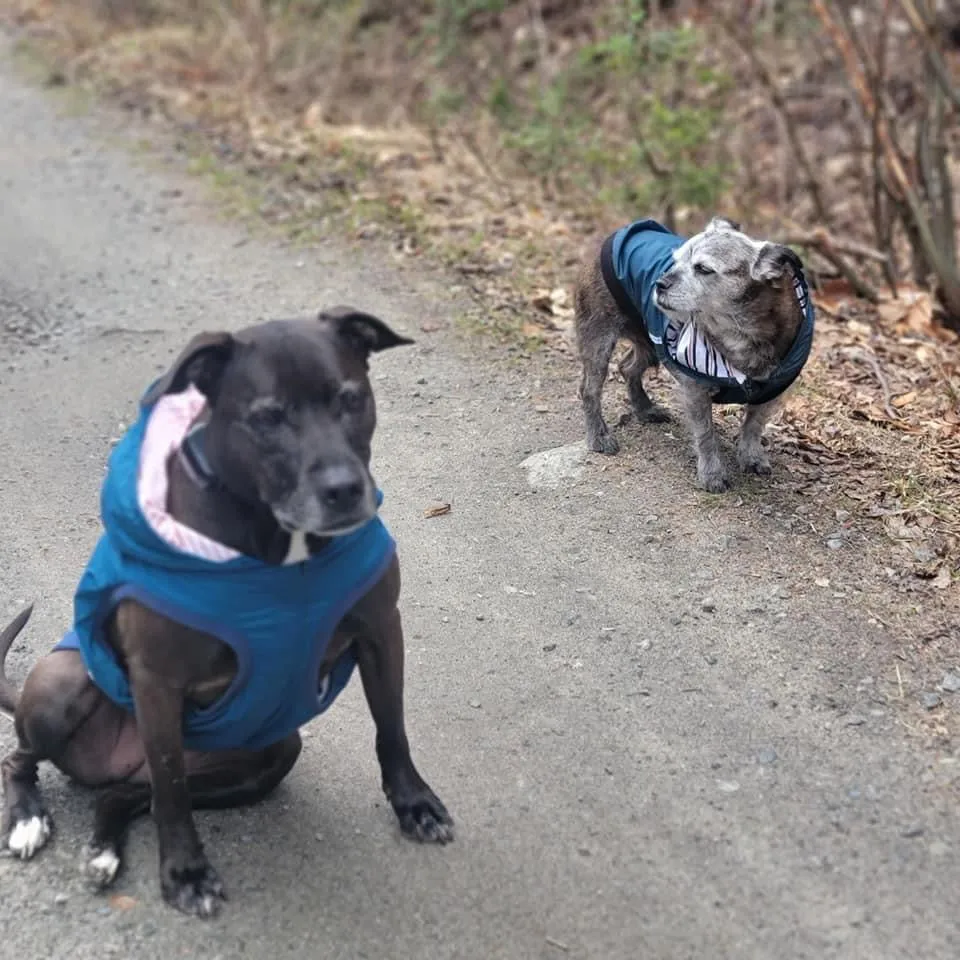 The Sharper Barker - Luxe Rain Jacket - Bubba - Blue with Pink Striped Lining