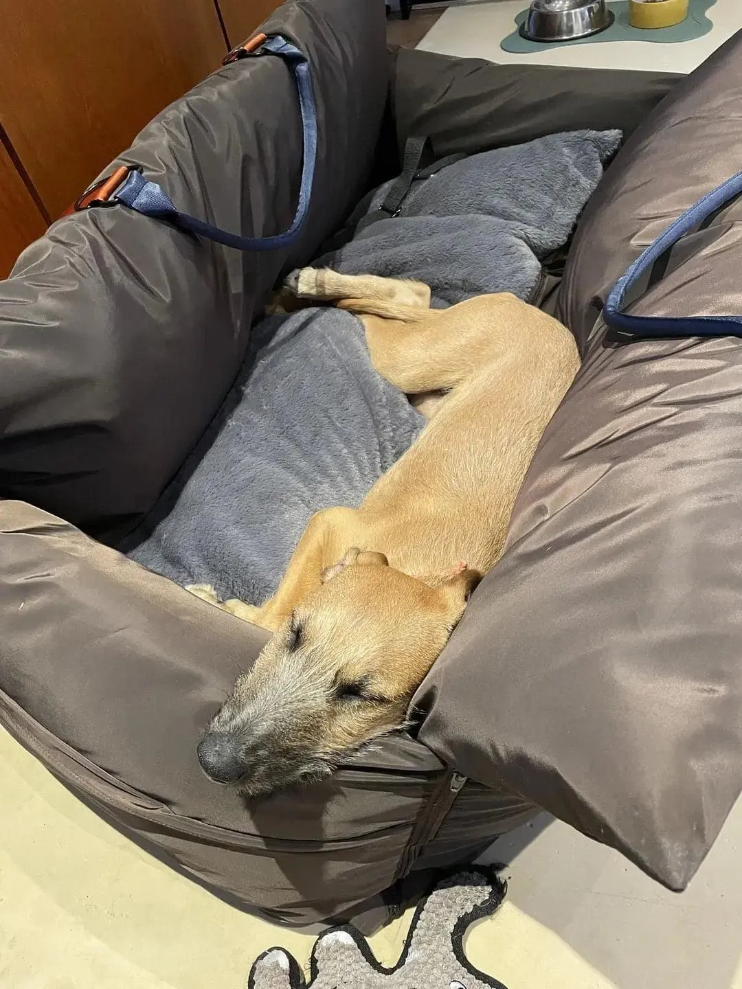 XL Pet Pod